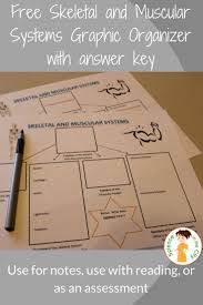 An Innovative And Memorable Look At The Skeletal And Muscular Systems Skeletal And Muscular System Muscular System How To Memorize Things