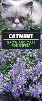 This one loves sunlight and can grow up to 20 inches tall, though there are. Catmint Grow And Care For Nepeta Epic Gardening Fall Container Gardens Cat Allergies Autumn Garden