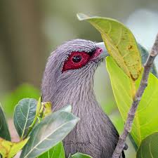 Image result for Triaspis macropteron