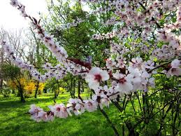 Vi el trailer, me llamó la atención la animación, puesto que es el mismo estudio de un anime memorable de la temporada de primavera 2015 (plastic memories). Echinoctiul De Primavara Cum Sa Ne Petrecem Ziua Ziarmm