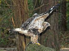 Ed stubbs takes a closer look at this charismatic raptor. Rough Legged Buzzard Wikipedia