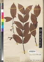 Image result for Malouetia