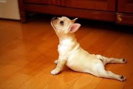 Even Fido Knows That Cobra Pose Is Good For You Yoga Is Great Puppies Yoga Dog Yoga Upward Dog