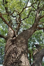 Image result for Berchemia zeyheri