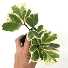 Image result for Ficus natalensis