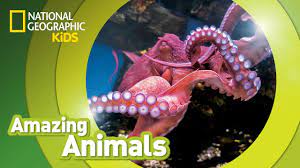 Giant Pacific Octopus Amazing Animals Giant Pacific Octopus Octopus For Kids Animal Science