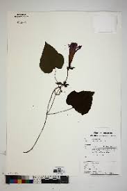 Image result for Ipomoea coscinosperma