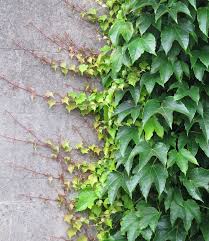 Image result for Parthenocissus