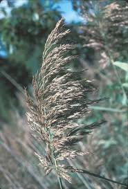 Image result for Loudetia phragmitoides