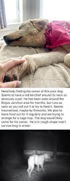 God of all goodness, look with love on those who wait for the safe return of their loved ones who serve in the armed forces of their country. 50 Pics Showing Missing Dogs Returning To Their Homes That Might Get You Teary Eyed Bored Panda