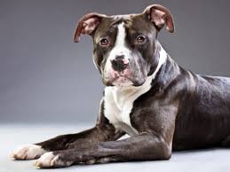 The breed came to america toward the end of the 19th century, where they were primarily used for hunting. American Staffordshire Terriers For Sale Staffordshire Terrier Puppies Vip Puppies