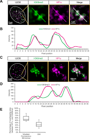 Maybe you would like to learn more about one of these? Simultaneous Epigenetic Perturbation And Genome Imaging Reveal Distinct Roles Of H3k9me3 In Chromatin Architecture And Transcription Genome Biology Full Text