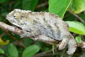 Image result for Ceropegia namuliensis