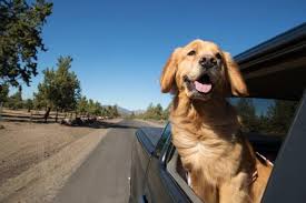 Golden Retriever Price What You Ll Really Pay K9 Web