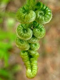 Image result for Pteridium
