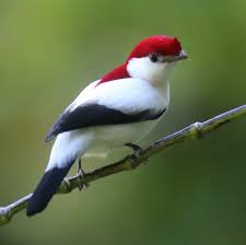 Flightsoffancybirds World Birds Beautiful Birds Birds