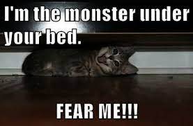 Cute Cats Photos Cute Cats Hashtags Funny Cats Funny Cute Cats Funny Cat Memes