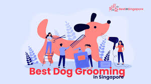 Grooming is a form of abuse that involves manipulating someone until they're isolated, dependent, and more vulnerable to exploitation. The 14 Options For The Best Dog Grooming In Singapore 2021