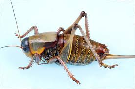 Mormon Cricket - Anabrus simplex - BugGuide.Net