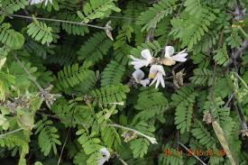 Image result for Abrus melanospermus