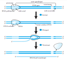 Tahap Transkripsi Transkripsi Biologi Dna