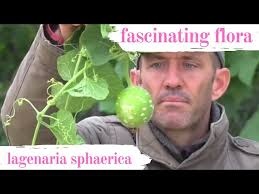 Image result for Lagenaria sphaerica