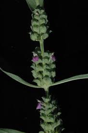 Image result for Meiosperma bracteatum