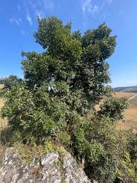 Image result for Combretum kraussii