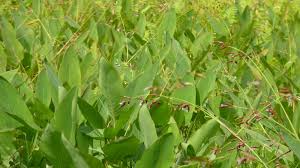 Image result for Thalia geniculata