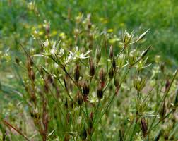 Image result for Juncus bufonius