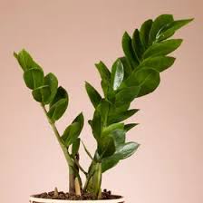 Image result for Ormocarpum zambesianum