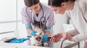 Making The Most Of Your Vet Visit Vetsource
