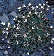 Image result for Cerastium afromontanum