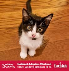 Supported by special events and personal donations. It S A Bogo On Kittens And Cats This Weekend At Furkids In Petsmart Furkids Georgia S Animal Rescue No Kill Shelter