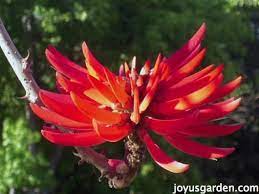 18 inches tall and wide. Flowering Trees In Santa Barbara California Joy Us Garden