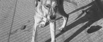 In cele mai multe cazuri, persoana afectata se in cazuri rare, virusul a fost transmis catre cei care au primit tesuturi si organe infectate de la un anumit donator. Cazurile De Rabie Raportate In Ultimii Ani In Europa S Au Datorat Expunerii La Virus In Timpul Calatoriilor Sanatatea Tv