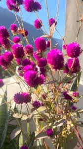 Image result for Gomphrena globosa