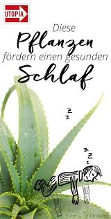 4 zimmerpflanzen die gesunden schlaf fordern schlafzimmer pflanzen zimmerpflanzen pflanzen