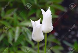 Des tulipes à longues tiges bien entretenues pour vous. Deux Bourgeons De Tulipes Blanches Avec Des Gouttes D Eau Apres Une Pluie Banque D Images Et Photos Libres De Droits Image 79138173