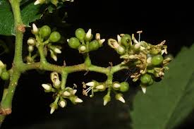 Image result for Parthenocissus quinquefolia