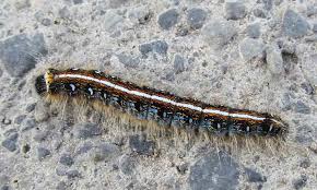 Caterpillars Of Ontario Canada