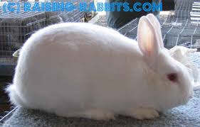 This rabbit breed only comes in the color white, hence the name, and their eyes are albino red. Florida White Rabbit Small Commercial Rabbit Breed