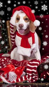 Christmas Dog With Santa Hat Iphone 6s Plus Wallpaper Christmas Dog Christmas Animals Christmas Dog Hat