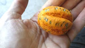 Image result for Caloncoba