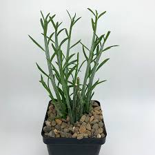 Image result for Senecio hochstetteri
