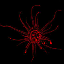 Exaiptasia Pallida Image Eurekalert Science News Exaiptasia pallida (agassiz in verrill, 1864).