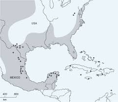 Image result for Cyperus breviradius