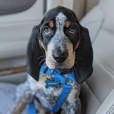 14 Things You Didn T Know About The Bluetick Coonhound Petpress Bluetick Coonhound Coonhound Puppy Coonhound