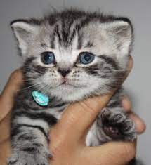 Pin Op British Shorthair Silver Tabby