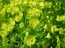 Plant with little green balls and white flowers. Dangerous Poisonous Plants Child Safety Raising Children Network